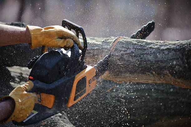 How to use a Circular Saw