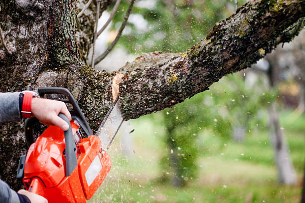 How to Clean a Chainsaw