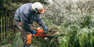 Best Chainsaw for Eucalyptus