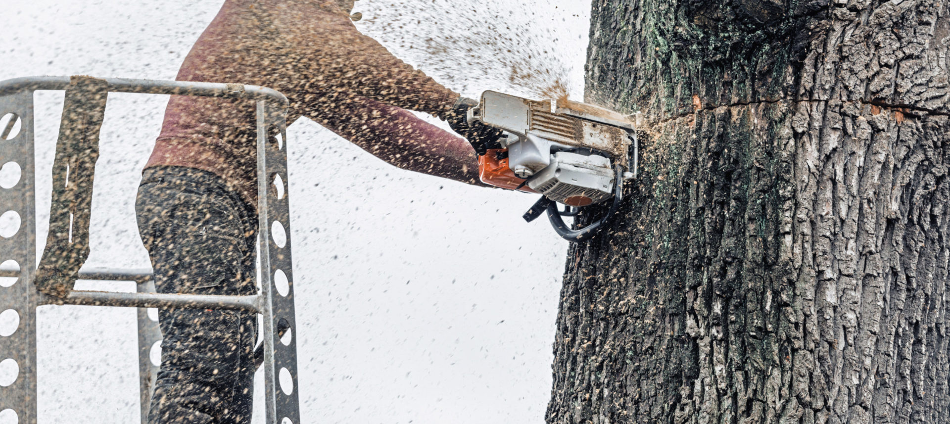 Best Chainsaw for Oak Trees