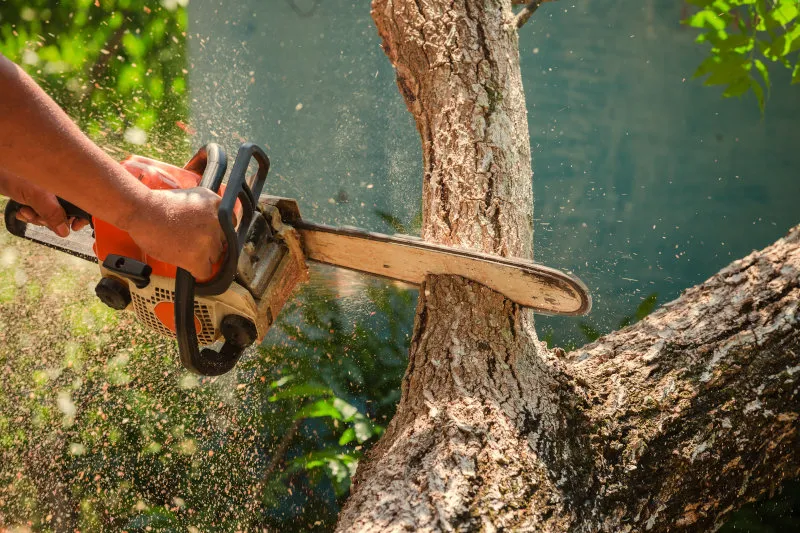 Best Chainsaw for Occasional Use