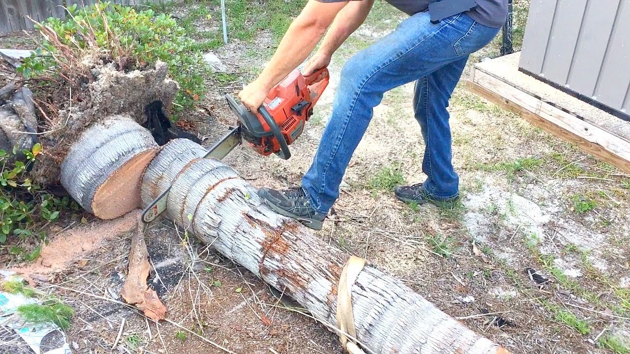 Best Chainsaw for Palm Trees